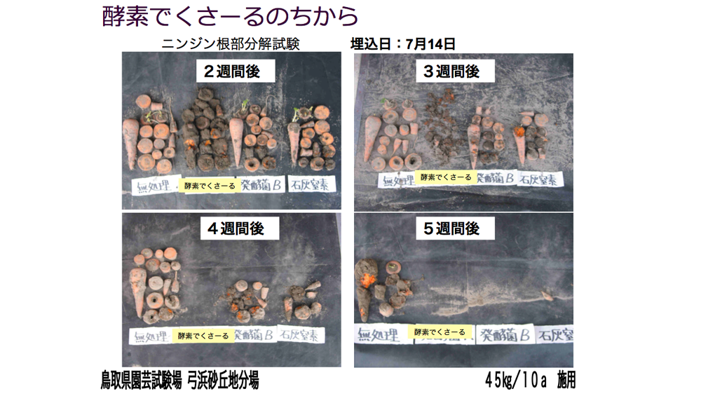 酵素でくさーるのちから ニンジン根部分解試験