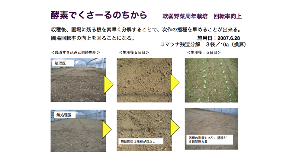 酵素でくさ~るのちから ハウス栽培におけるコマツナ残渣残根処理