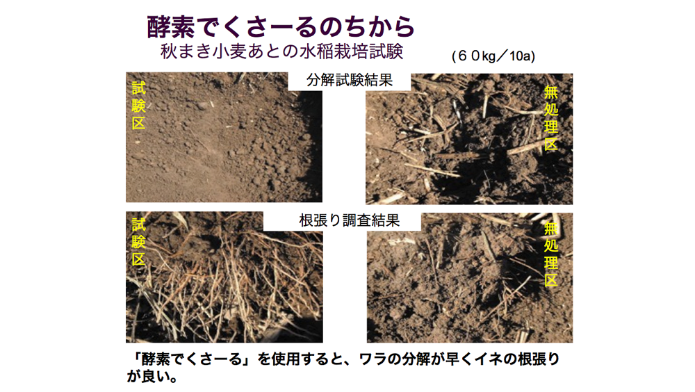 酵素でくさ~るのちから 秋まき小麦あとの水稲栽培試験