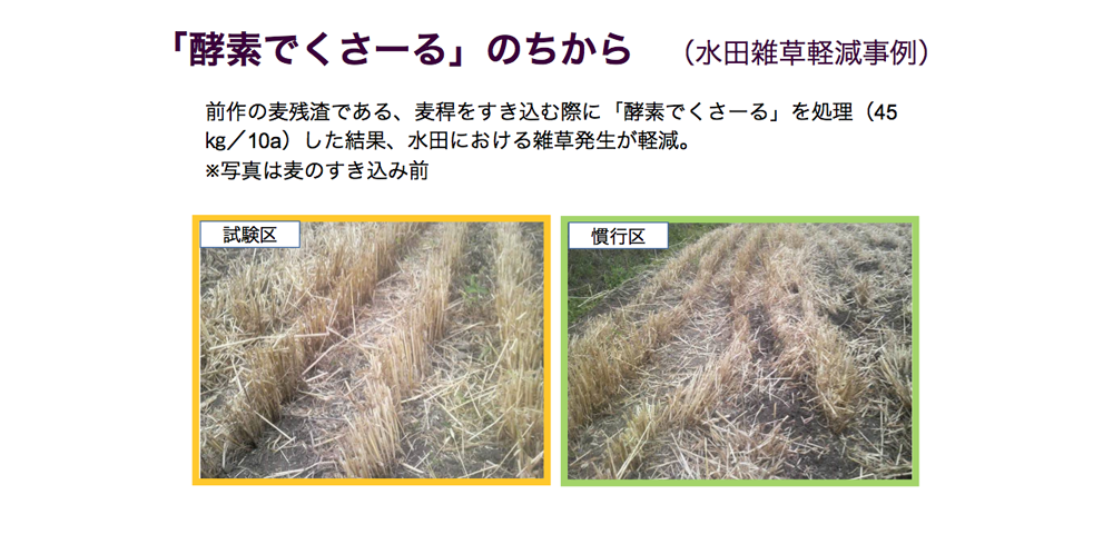 酵素でくさ~るのちから 水田雑草軽減事例