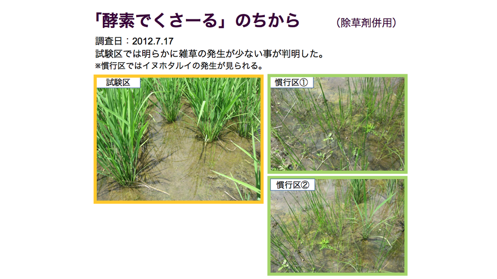 酵素でくさ~るのちから 除草剤併用(調査日:2012.7.17
)
