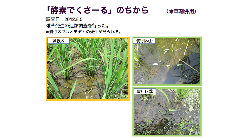酵素でくさ~るのちから 除草剤併用(調査日:2012.8.5
)