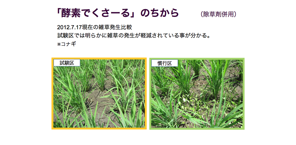 酵素でくさ~るのちから 除草剤併用(2012.7.17の雑草発生比較
)