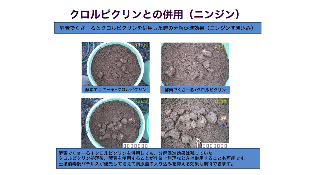 酵素でくさ~るのちから クロルピクリンとの併用(ニンジン)