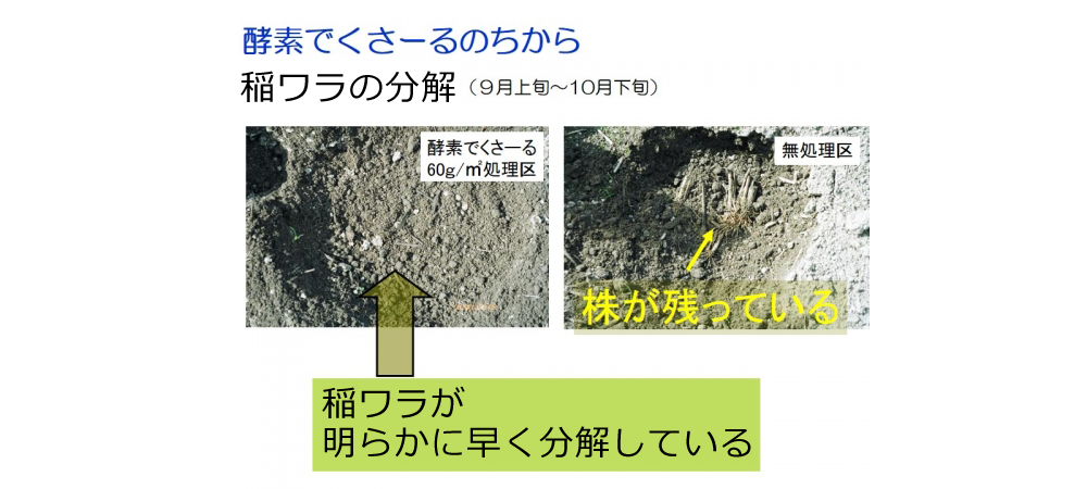 酵素でくさ~るのちから 稲ワラの分解